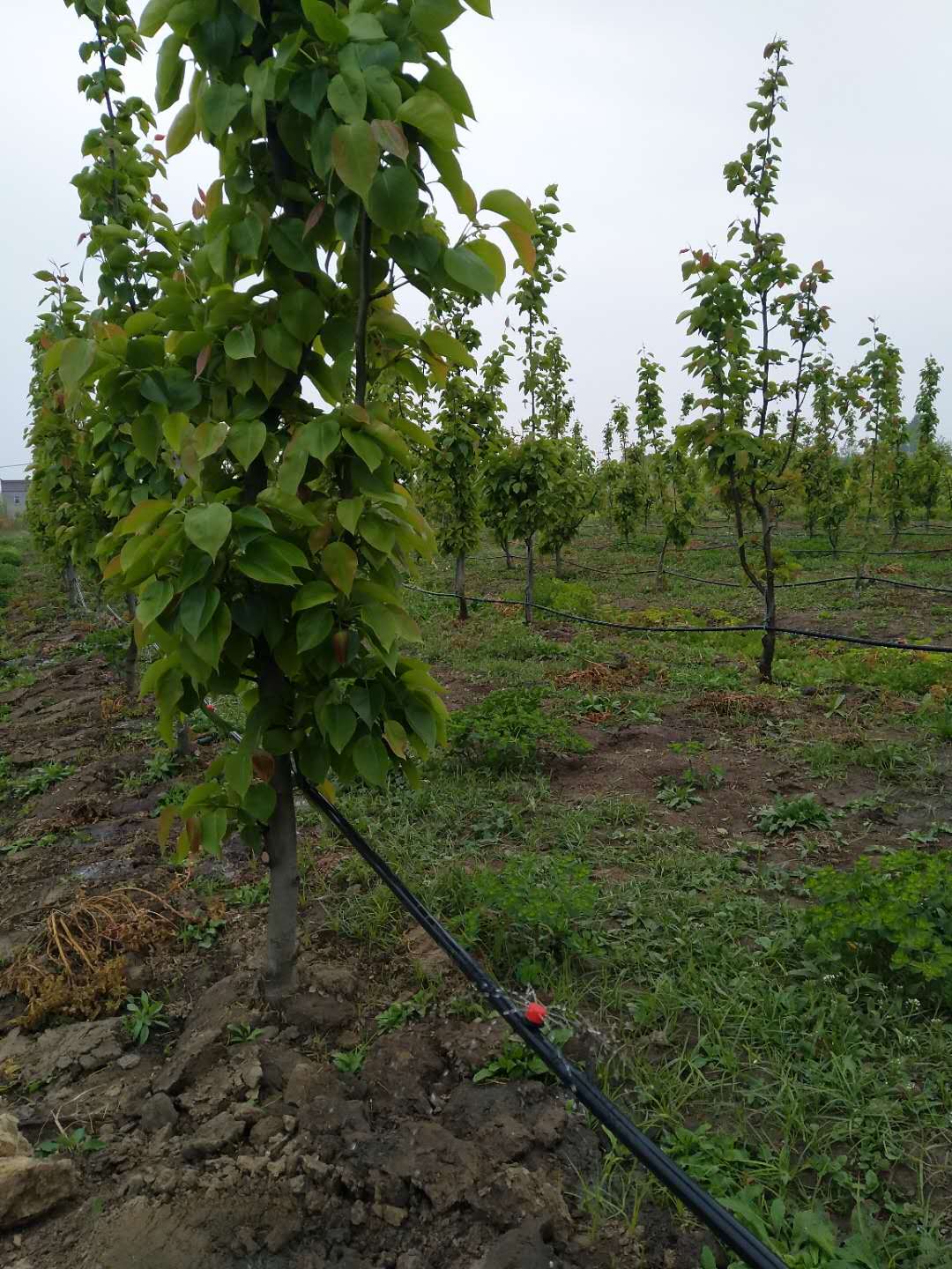 91看片软件在线下载案例