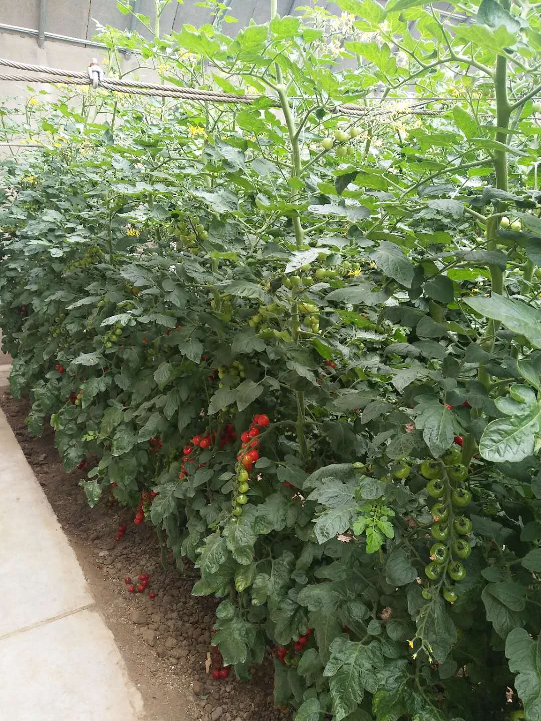 91看片软件在线下载案例